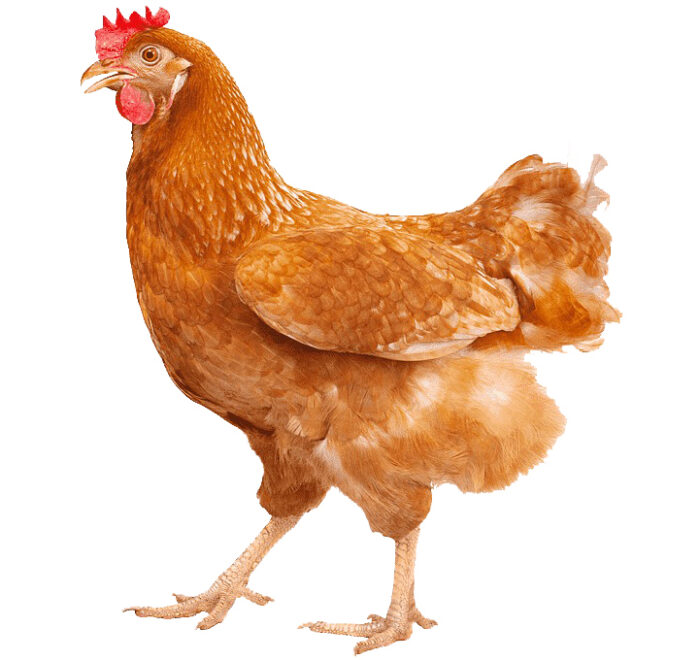 free-range-chicken