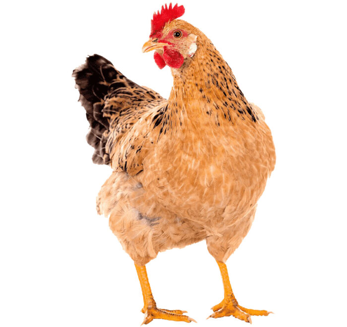 free-range-hen